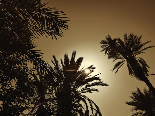 Sun through palms, Tioute oasis 2, sepia Picture Board by Paul Boizot