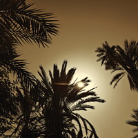 Buy canvas prints of Sun through palms, Tioute oasis 2, sepia by Paul Boizot