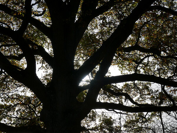 Autumn oak tree, Oxfordshire Picture Board by Paul Boizot