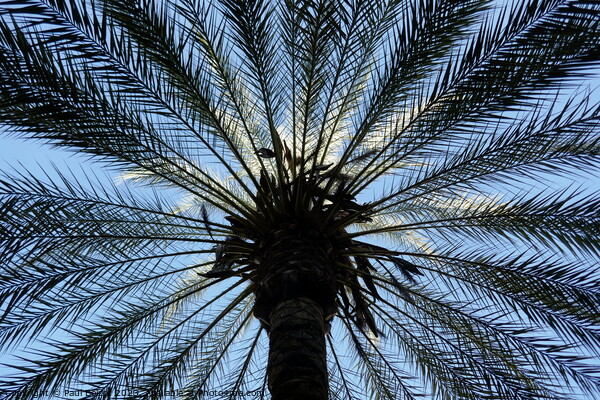 Palm tree, upward view, Cordoba Picture Board by Paul Boizot