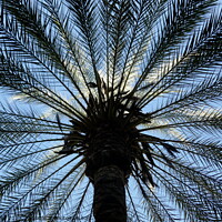 Buy canvas prints of Palm tree, upward view, Cordoba by Paul Boizot