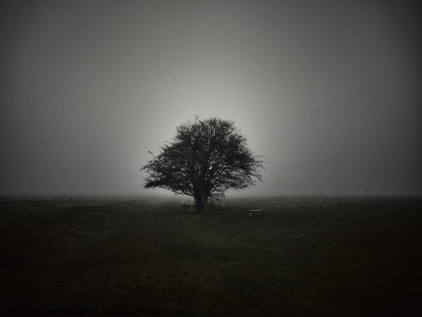 Lone tree in fog Picture Board by Paul Boizot