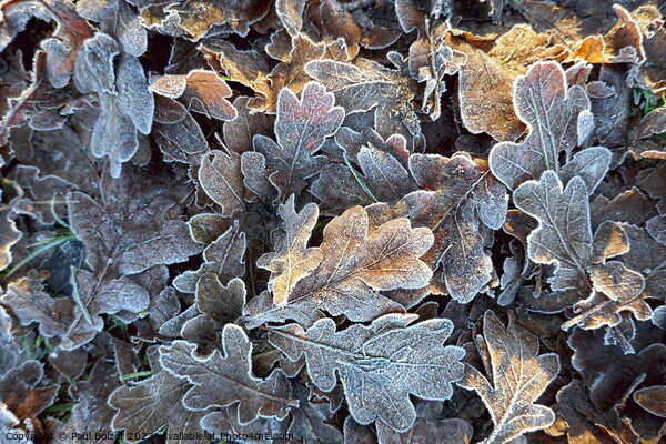 Frosted oak leaves 2 Picture Board by Paul Boizot