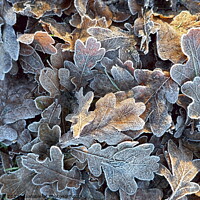 Buy canvas prints of Frosted oak leaves 2 by Paul Boizot