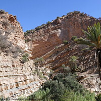 Buy canvas prints of Rock strata and palm tree 2, High Atlas by Paul Boizot