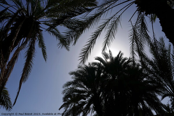 Sun through palms, Tioute oasis 1  Picture Board by Paul Boizot