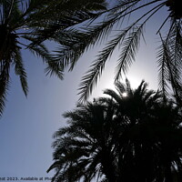 Buy canvas prints of Sun through palms, Tioute oasis 1  by Paul Boizot