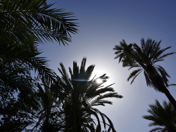 Sun through palms, Tioute oasis  2 Picture Board by Paul Boizot