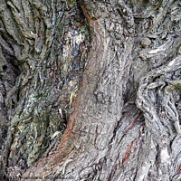 Buy canvas prints of Willow bark, Thirsk by Paul Boizot