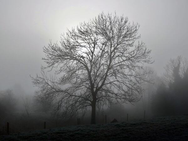 Ash tree in fog, Hob Moor  Picture Board by Paul Boizot