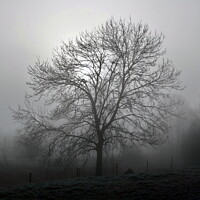 Buy canvas prints of Ash tree in fog, Hob Moor  by Paul Boizot