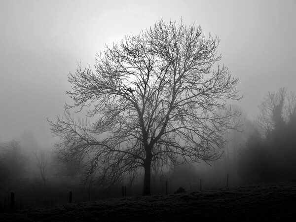 Ash tree in fog, Hob Moor, monochrome Picture Board by Paul Boizot