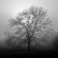 Buy canvas prints of Ash tree in fog, Hob Moor, monochrome by Paul Boizot