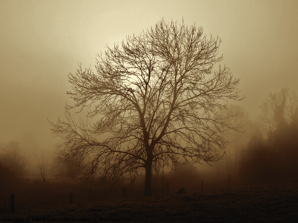 Ash tree in fog, Hob Moor , sepia Picture Board by Paul Boizot