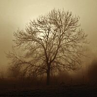 Buy canvas prints of Ash tree in fog, Hob Moor , sepia by Paul Boizot