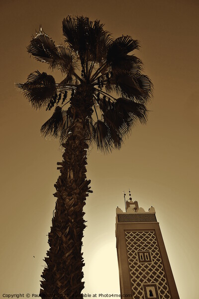 Palm tree and minaret, Taroudant, sepia  Picture Board by Paul Boizot