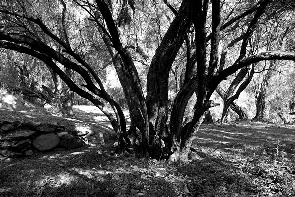 Olive grove, High Atlas 2, monochrome Picture Board by Paul Boizot