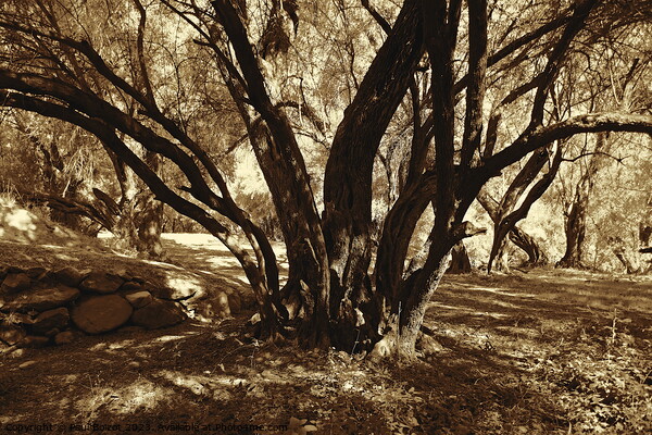 Olive grove, High Atlas 2, sepia Picture Board by Paul Boizot