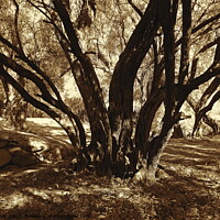Buy canvas prints of Olive grove, High Atlas 2, sepia by Paul Boizot
