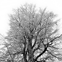Buy canvas prints of Frosty beech tree, grayscale by Paul Boizot