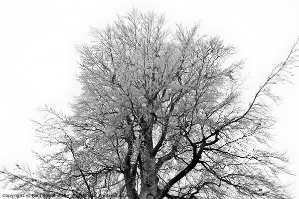 Frosty beech tree, grayscale Picture Board by Paul Boizot