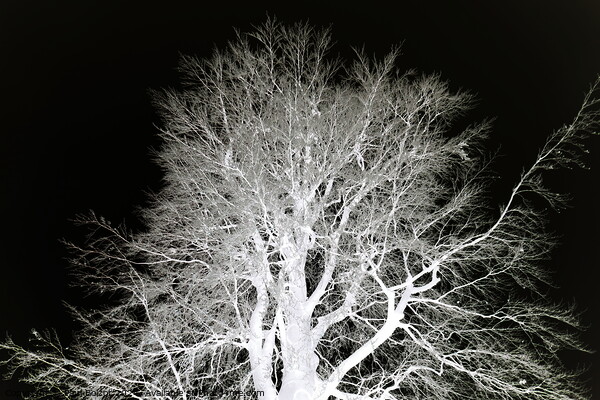 Frosty beech tree, mono inverted Picture Board by Paul Boizot