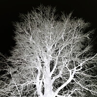 Buy canvas prints of Frosty beech tree, mono inverted by Paul Boizot