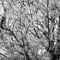 Buy canvas prints of Frosted beech tree by Paul Boizot