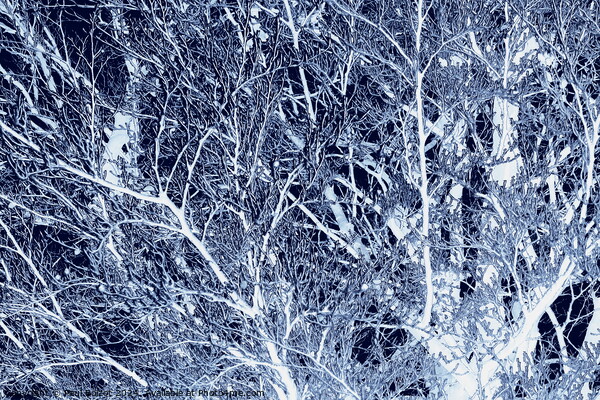 Frosted beech tree, dark blue edit Picture Board by Paul Boizot