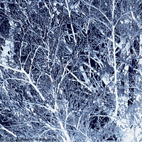 Buy canvas prints of Frosted beech tree, dark blue edit by Paul Boizot