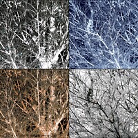 Buy canvas prints of Frosted beech tree montage by Paul Boizot