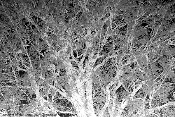 Frosted beech tree 2, mono inverted Picture Board by Paul Boizot