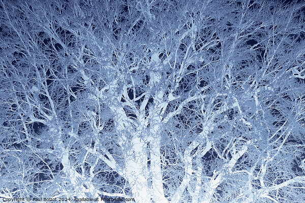 Frosted beech tree 2, dark blue edit Picture Board by Paul Boizot