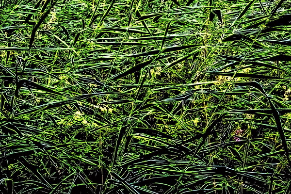 Grasses, neon paint effect Picture Board by Paul Boizot