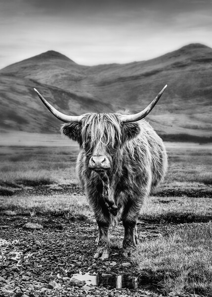 Black and White Highland Cow on Mull, Scotland Picture Board by Lesley Carruthers
