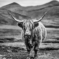 Buy canvas prints of Black and White Highland Cow on Mull, Scotland by Lesley Carruthers