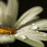 Buy canvas prints of Daisy with Dew by Lesley Carruthers