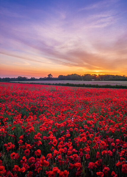 Poppies at Sunset Picture Board by Bryn Ditheridge