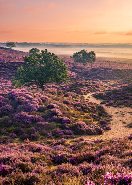 Roydon Common Heather Picture Board by Bryn Ditheridge