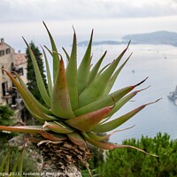 Buy canvas prints of Cactus on French Rivera  by Jonny Angle