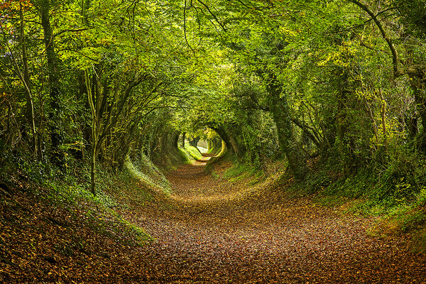 Halnaker Tunnel South Downs Picture Board by Alan Humphries