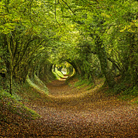 Buy canvas prints of Halnaker Tunnel South Downs by Alan Humphries