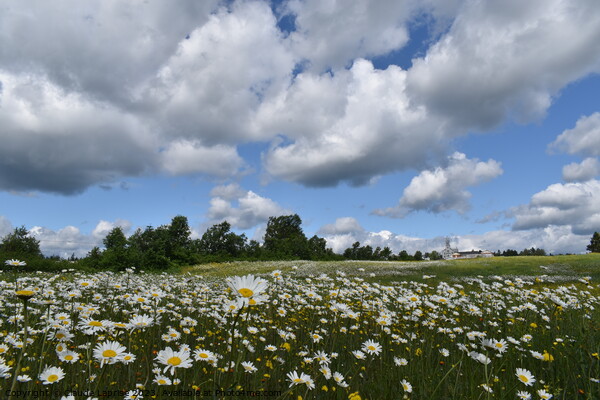 A field of daisies in bloom Picture Board by Claude Laprise