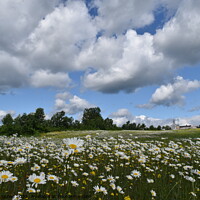 Buy canvas prints of A field of daisies in bloom by Claude Laprise