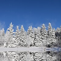 Buy canvas prints of A snowy forest after the storm by Claude Laprise