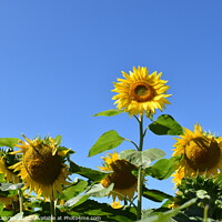 Buy canvas prints of A field of sunflower flower by Claude Laprise