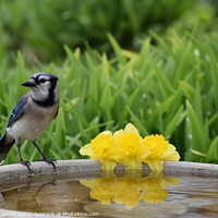 Buy canvas prints of A small bird sitting on garden by Claude Laprise