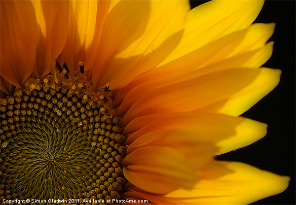 Sunflower Picture Board by Simon Gladwin