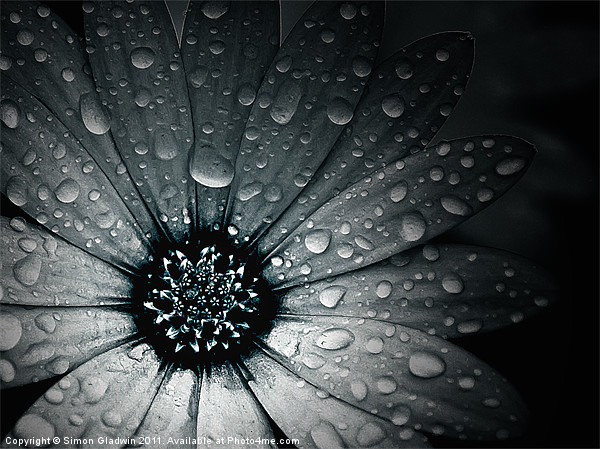 Raindrops On An African Daisy Picture Board by Simon Gladwin