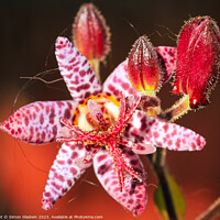 Buy canvas prints of Toad Lilly by Simon Gladwin